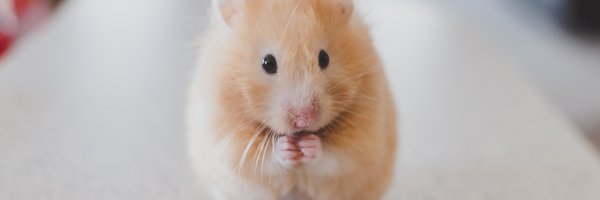 GeoHamster